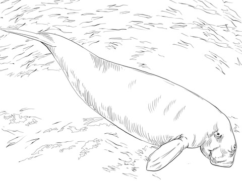 Dugong Sea Cow Coloring Page